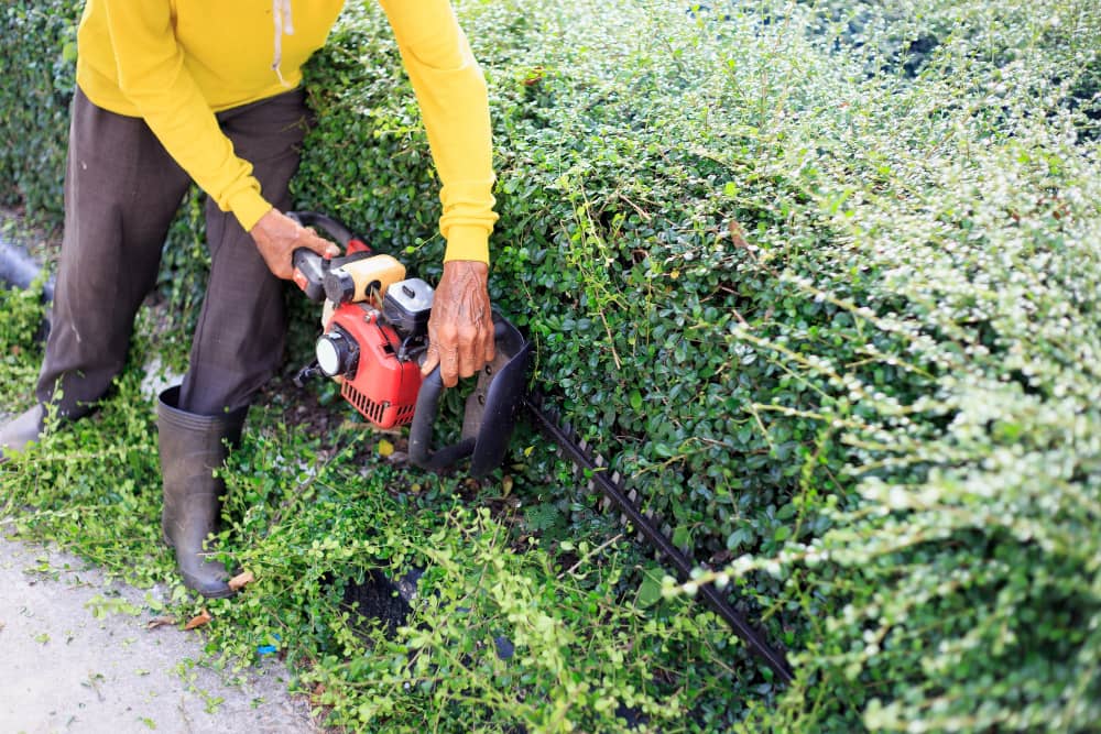 Garden Maintenance & Care